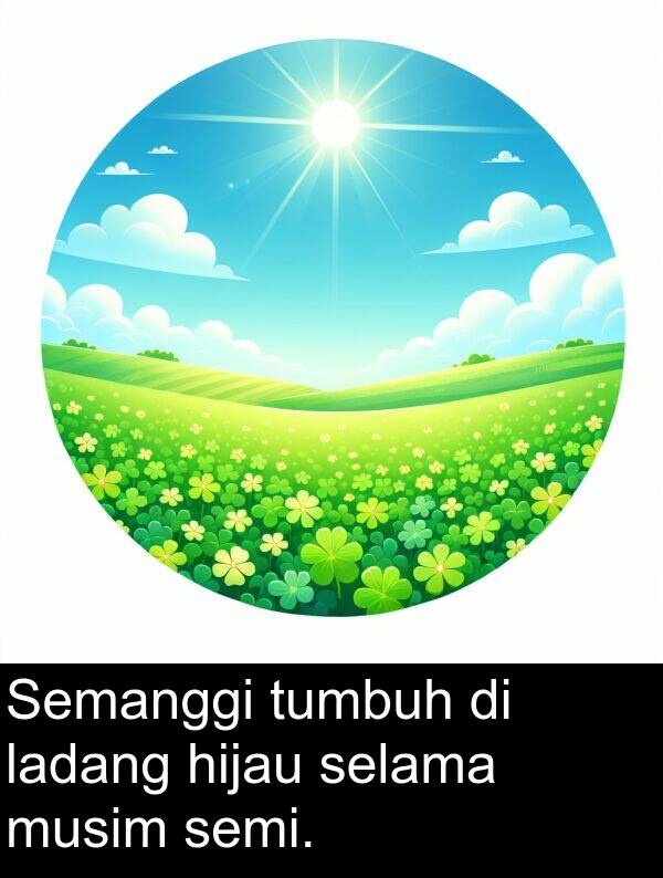 selama: Semanggi tumbuh di ladang hijau selama musim semi.