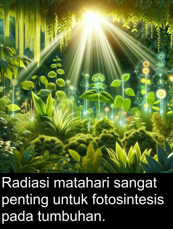 matahari: Radiasi matahari sangat penting untuk fotosintesis pada tumbuhan.