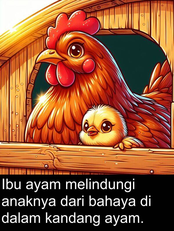 melindungi: Ibu ayam melindungi anaknya dari bahaya di dalam kandang ayam.