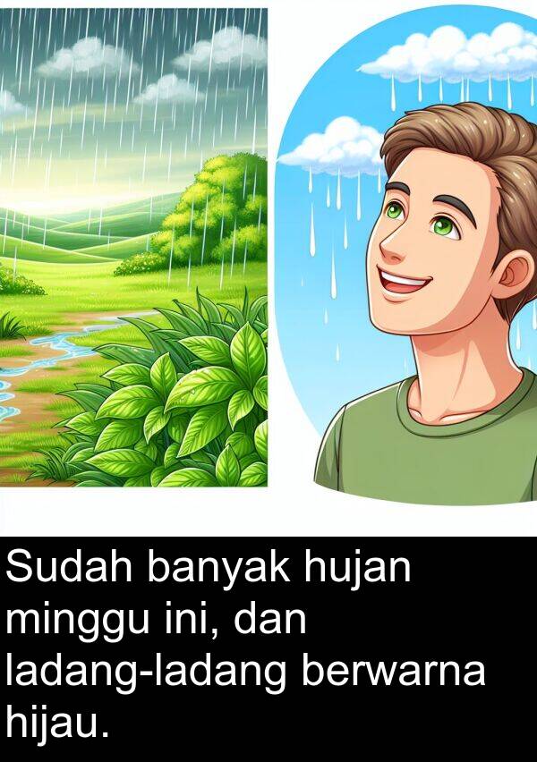hujan: Sudah banyak hujan minggu ini, dan ladang-ladang berwarna hijau.