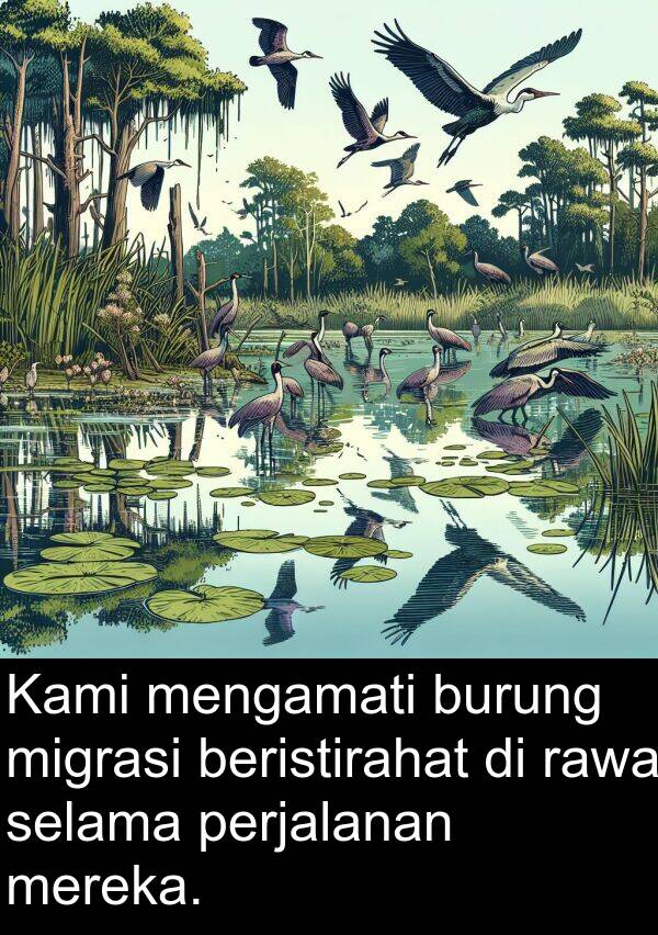 rawa: Kami mengamati burung migrasi beristirahat di rawa selama perjalanan mereka.