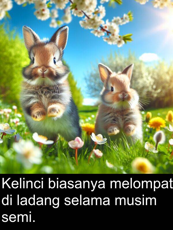 selama: Kelinci biasanya melompat di ladang selama musim semi.