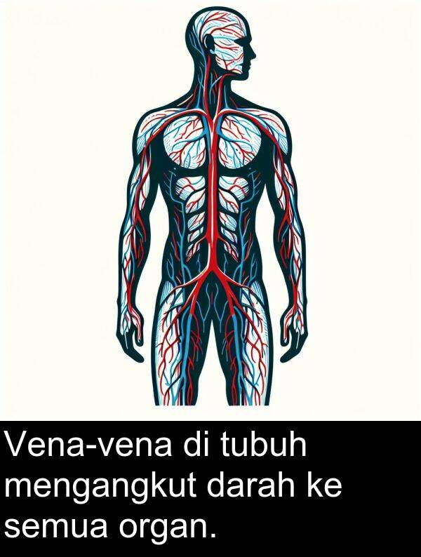semua: Vena-vena di tubuh mengangkut darah ke semua organ.