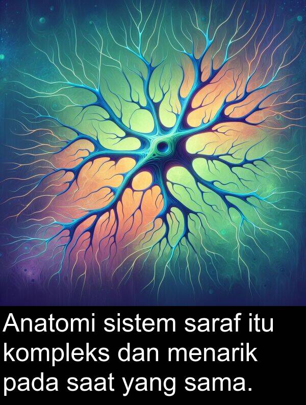 saraf: Anatomi sistem saraf itu kompleks dan menarik pada saat yang sama.