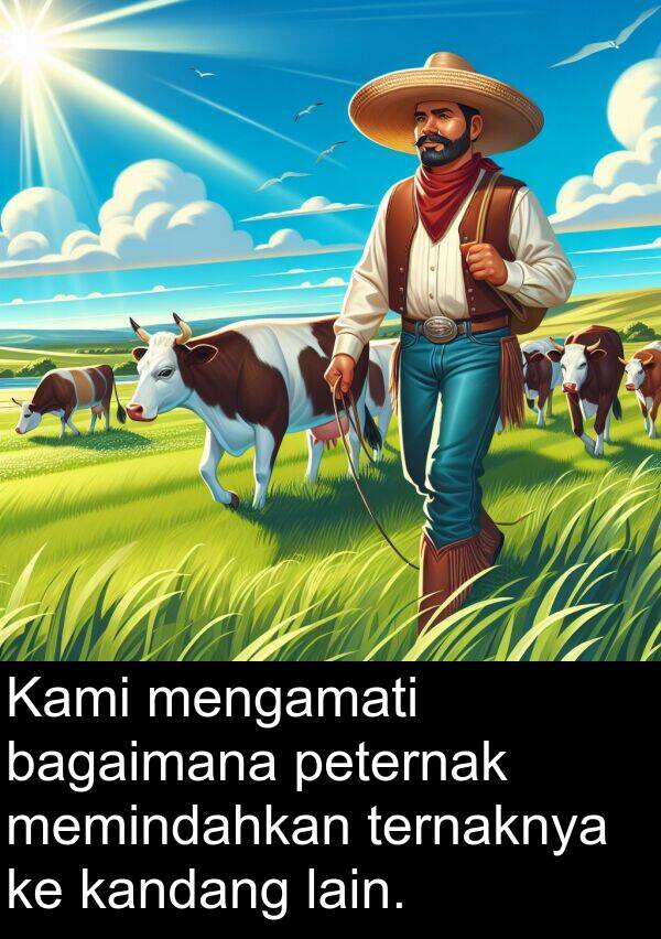 lain: Kami mengamati bagaimana peternak memindahkan ternaknya ke kandang lain.