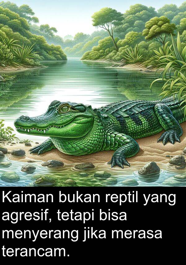 jika: Kaiman bukan reptil yang agresif, tetapi bisa menyerang jika merasa terancam.