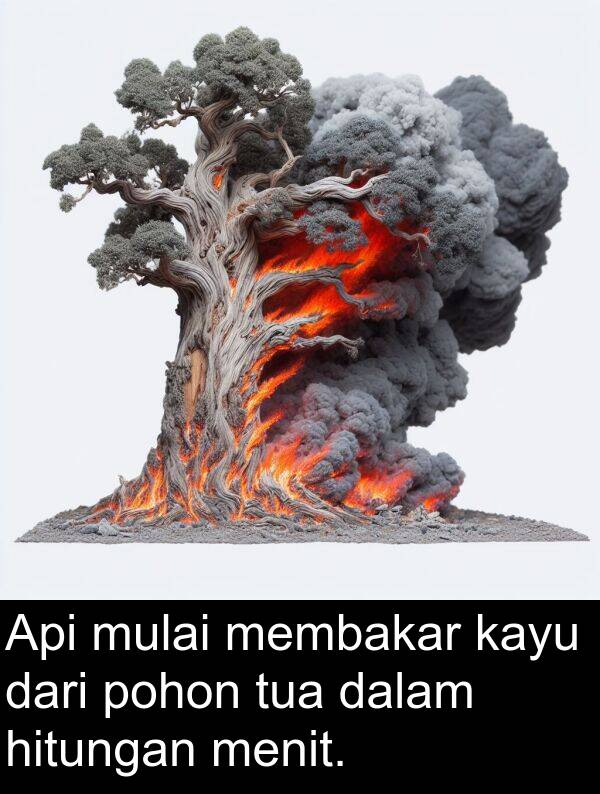 hitungan: Api mulai membakar kayu dari pohon tua dalam hitungan menit.