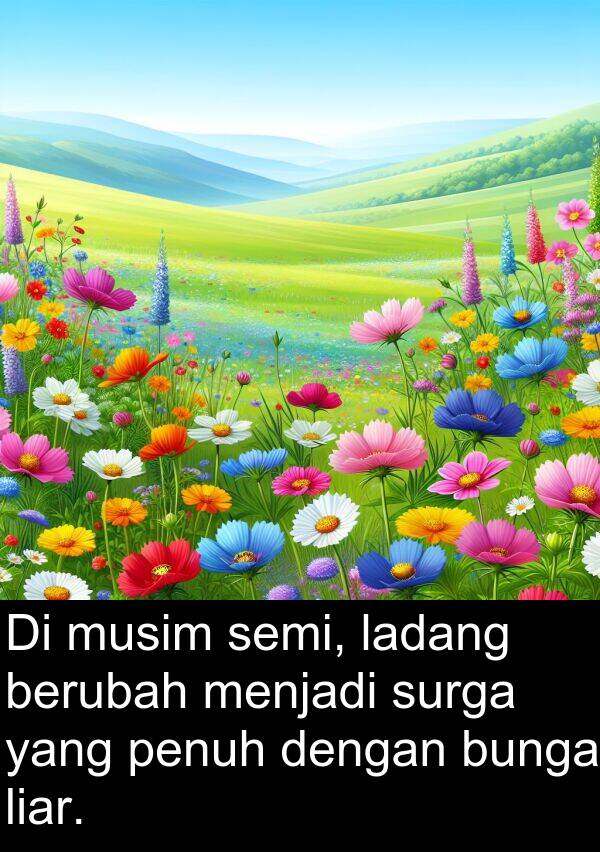 semi: Di musim semi, ladang berubah menjadi surga yang penuh dengan bunga liar.