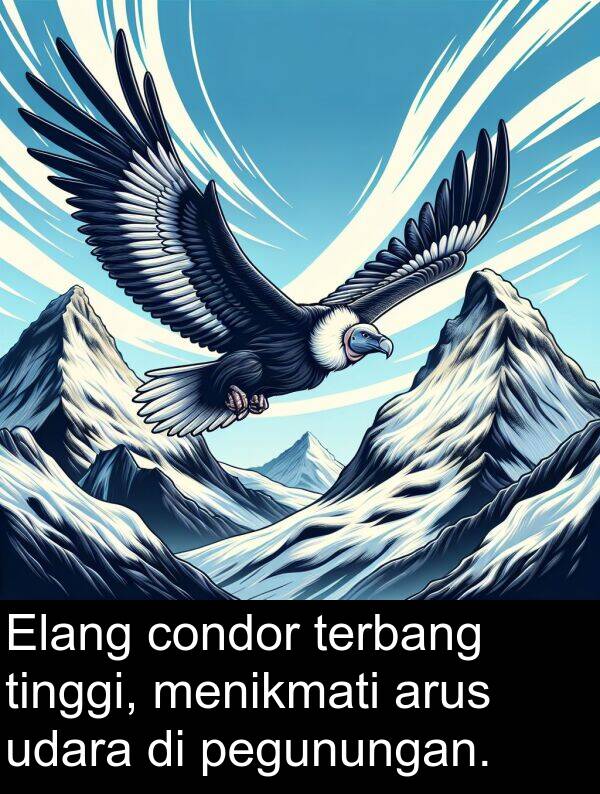 terbang: Elang condor terbang tinggi, menikmati arus udara di pegunungan.