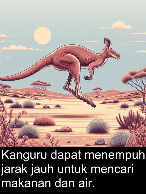 makanan: Kanguru dapat menempuh jarak jauh untuk mencari makanan dan air.