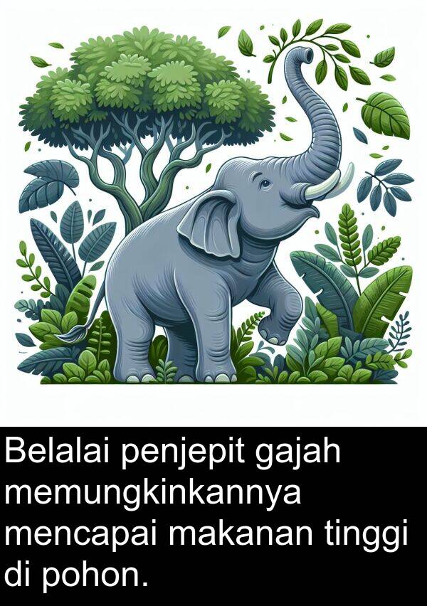 makanan: Belalai penjepit gajah memungkinkannya mencapai makanan tinggi di pohon.