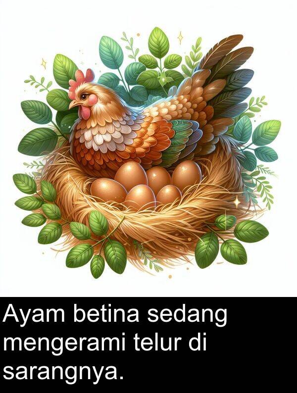 sarangnya: Ayam betina sedang mengerami telur di sarangnya.