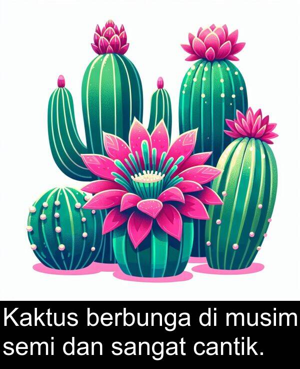 semi: Kaktus berbunga di musim semi dan sangat cantik.