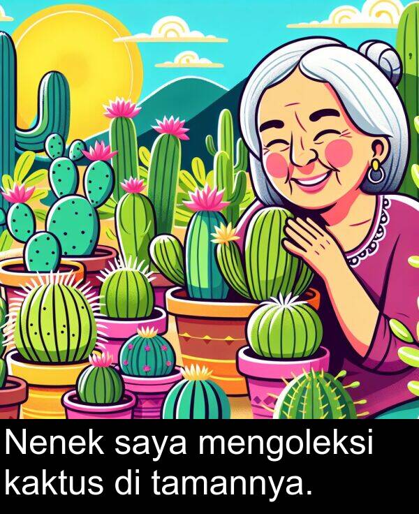 saya: Nenek saya mengoleksi kaktus di tamannya.