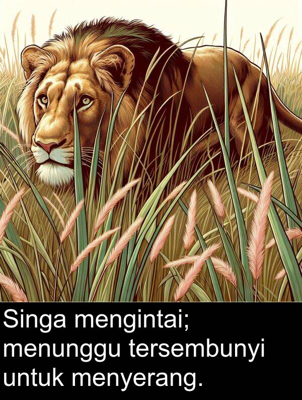 mengintai: Singa mengintai; menunggu tersembunyi untuk menyerang.