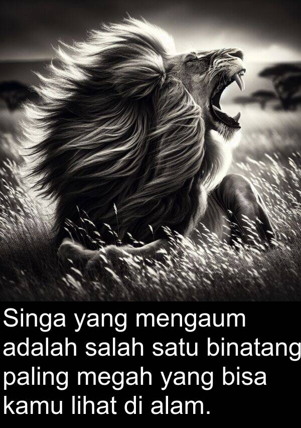 lihat: Singa yang mengaum adalah salah satu binatang paling megah yang bisa kamu lihat di alam.