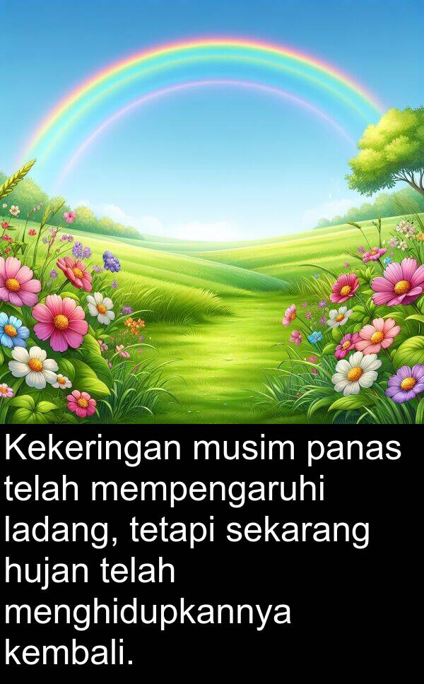 sekarang: Kekeringan musim panas telah mempengaruhi ladang, tetapi sekarang hujan telah menghidupkannya kembali.