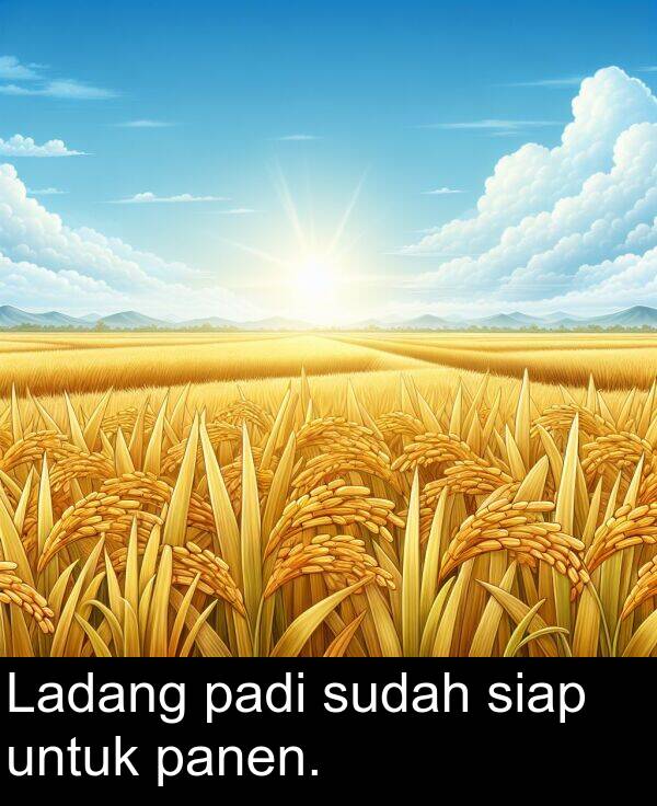 padi: Ladang padi sudah siap untuk panen.