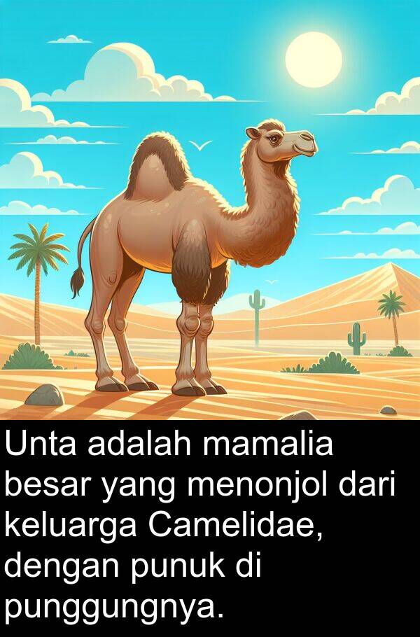 mamalia: Unta adalah mamalia besar yang menonjol dari keluarga Camelidae, dengan punuk di punggungnya.