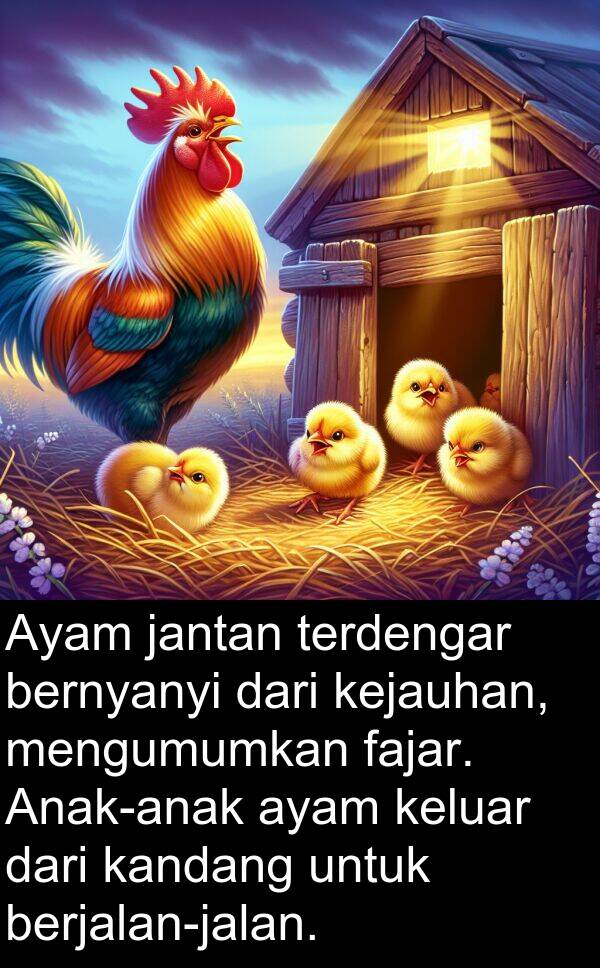 terdengar: Ayam jantan terdengar bernyanyi dari kejauhan, mengumumkan fajar. Anak-anak ayam keluar dari kandang untuk berjalan-jalan.