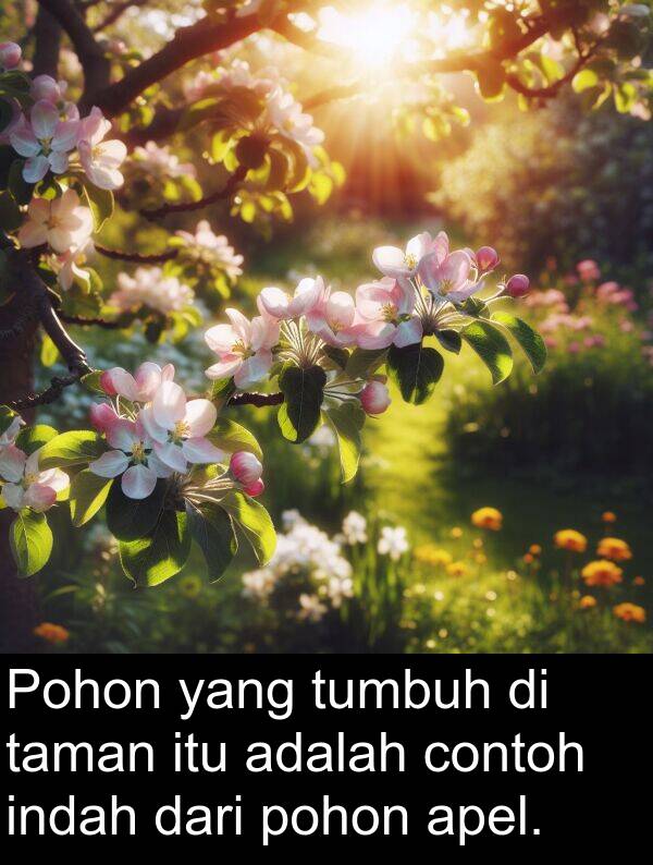 contoh: Pohon yang tumbuh di taman itu adalah contoh indah dari pohon apel.