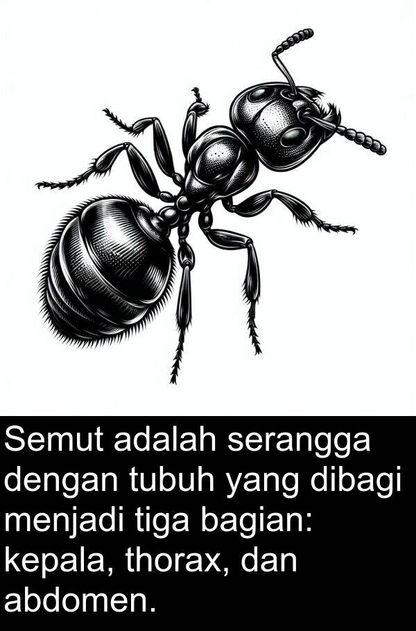 serangga: Semut adalah serangga dengan tubuh yang dibagi menjadi tiga bagian: kepala, thorax, dan abdomen.
