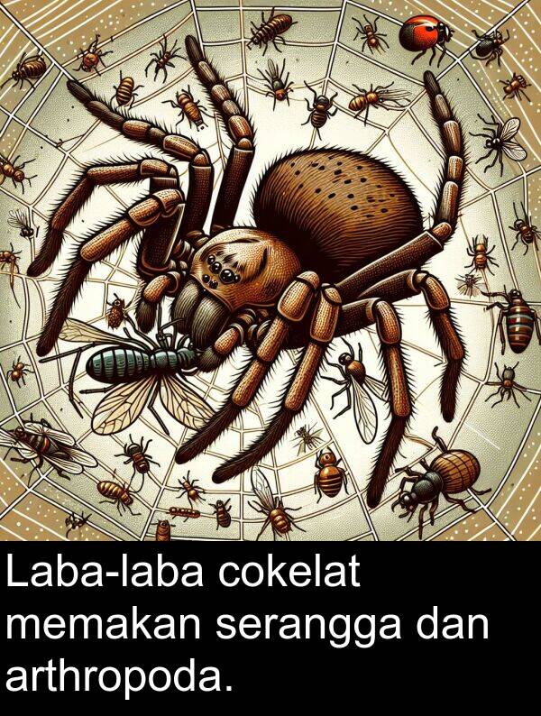 serangga: Laba-laba cokelat memakan serangga dan arthropoda.
