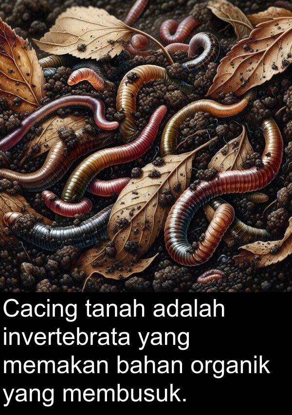memakan: Cacing tanah adalah invertebrata yang memakan bahan organik yang membusuk.