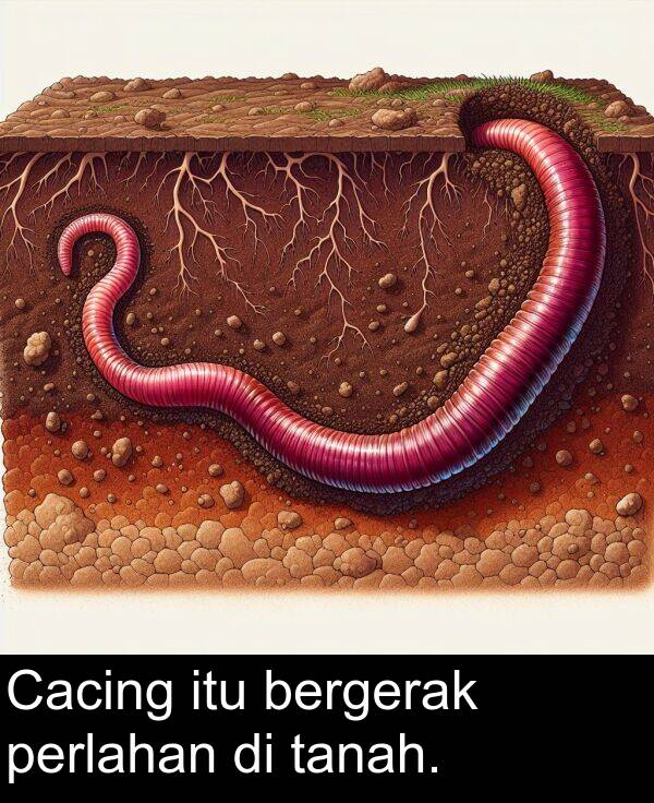 itu: Cacing itu bergerak perlahan di tanah.