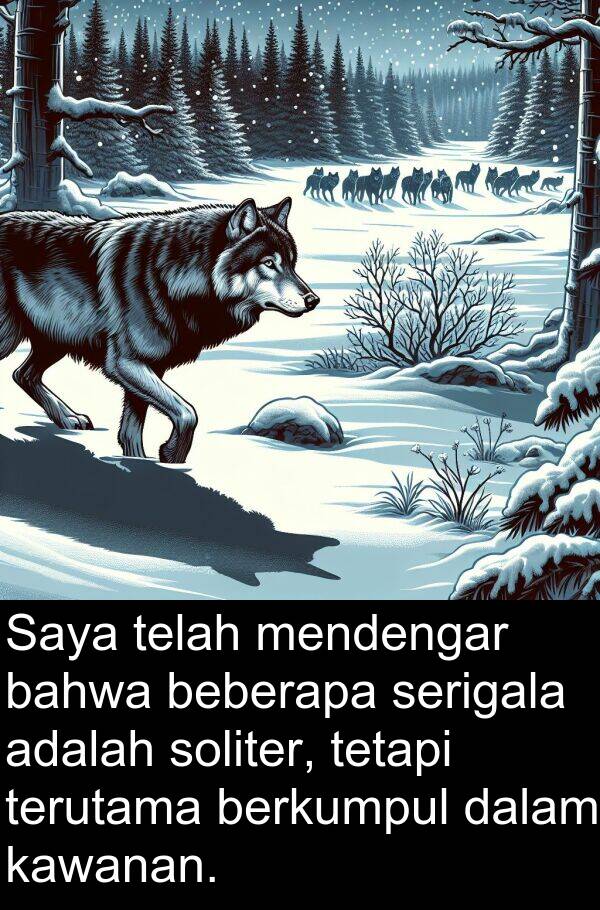 serigala: Saya telah mendengar bahwa beberapa serigala adalah soliter, tetapi terutama berkumpul dalam kawanan.