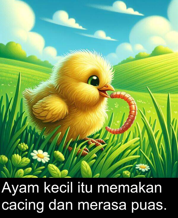 memakan: Ayam kecil itu memakan cacing dan merasa puas.