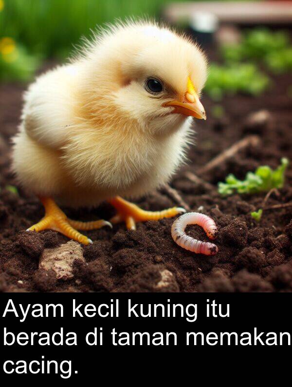 taman: Ayam kecil kuning itu berada di taman memakan cacing.