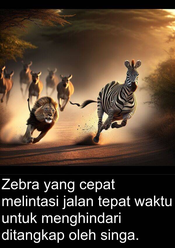 tepat: Zebra yang cepat melintasi jalan tepat waktu untuk menghindari ditangkap oleh singa.