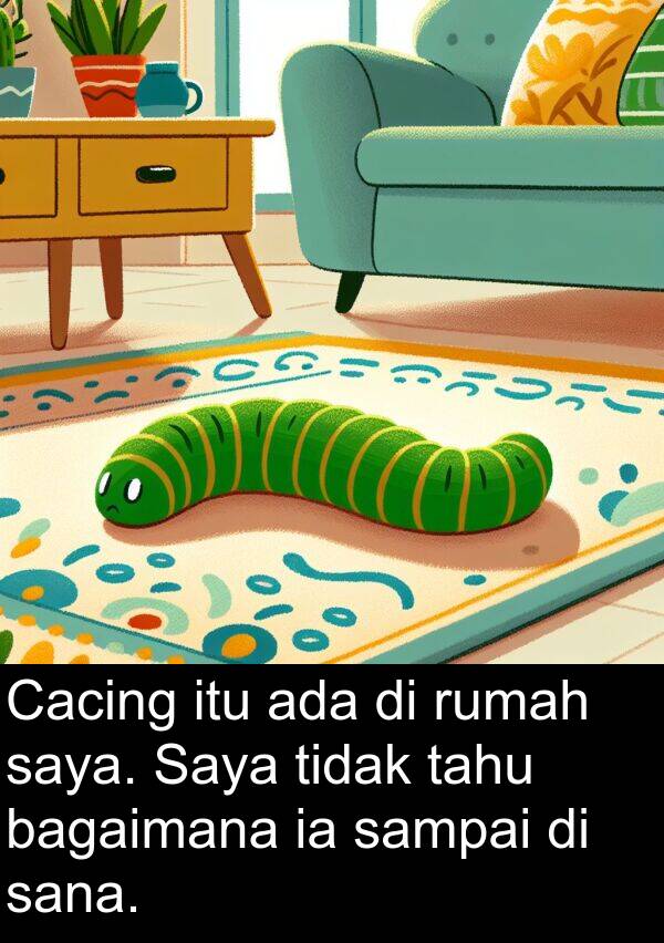 sana: Cacing itu ada di rumah saya. Saya tidak tahu bagaimana ia sampai di sana.