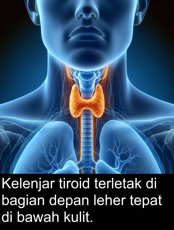 terletak: Kelenjar tiroid terletak di bagian depan leher tepat di bawah kulit.