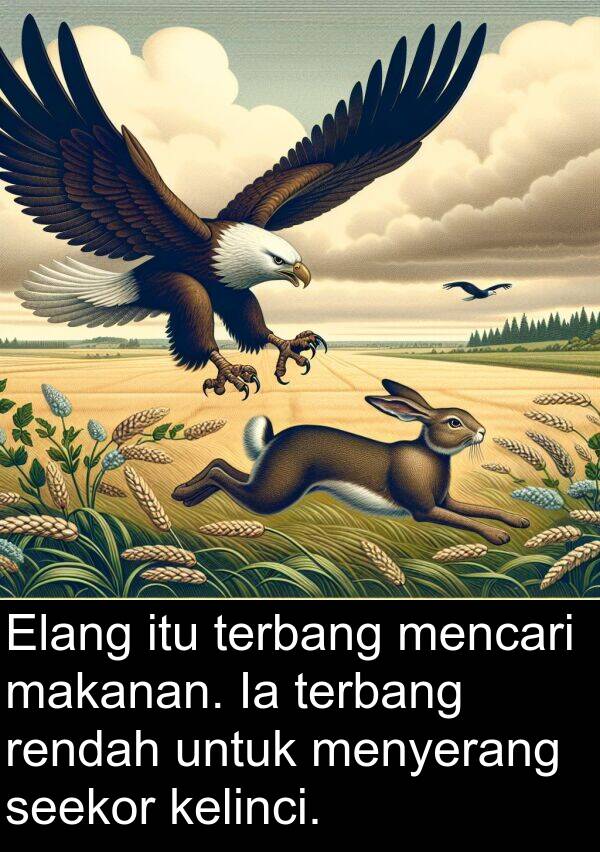 makanan: Elang itu terbang mencari makanan. Ia terbang rendah untuk menyerang seekor kelinci.