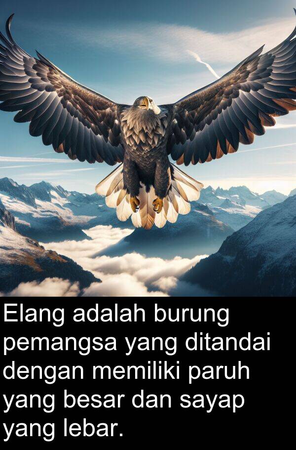 paruh: Elang adalah burung pemangsa yang ditandai dengan memiliki paruh yang besar dan sayap yang lebar.