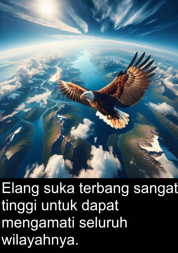 seluruh: Elang suka terbang sangat tinggi untuk dapat mengamati seluruh wilayahnya.