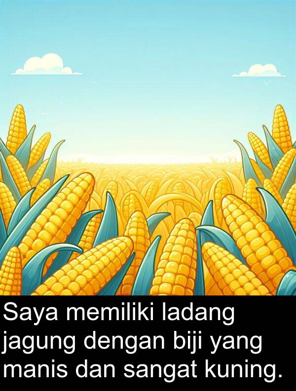 manis: Saya memiliki ladang jagung dengan biji yang manis dan sangat kuning.