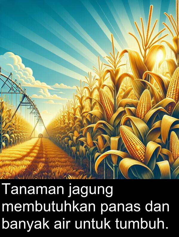 panas: Tanaman jagung membutuhkan panas dan banyak air untuk tumbuh.