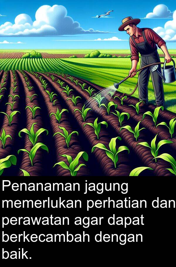 jagung: Penanaman jagung memerlukan perhatian dan perawatan agar dapat berkecambah dengan baik.