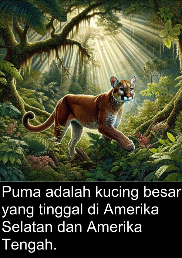 kucing: Puma adalah kucing besar yang tinggal di Amerika Selatan dan Amerika Tengah.