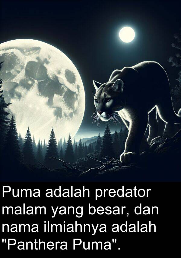 predator: Puma adalah predator malam yang besar, dan nama ilmiahnya adalah "Panthera Puma".