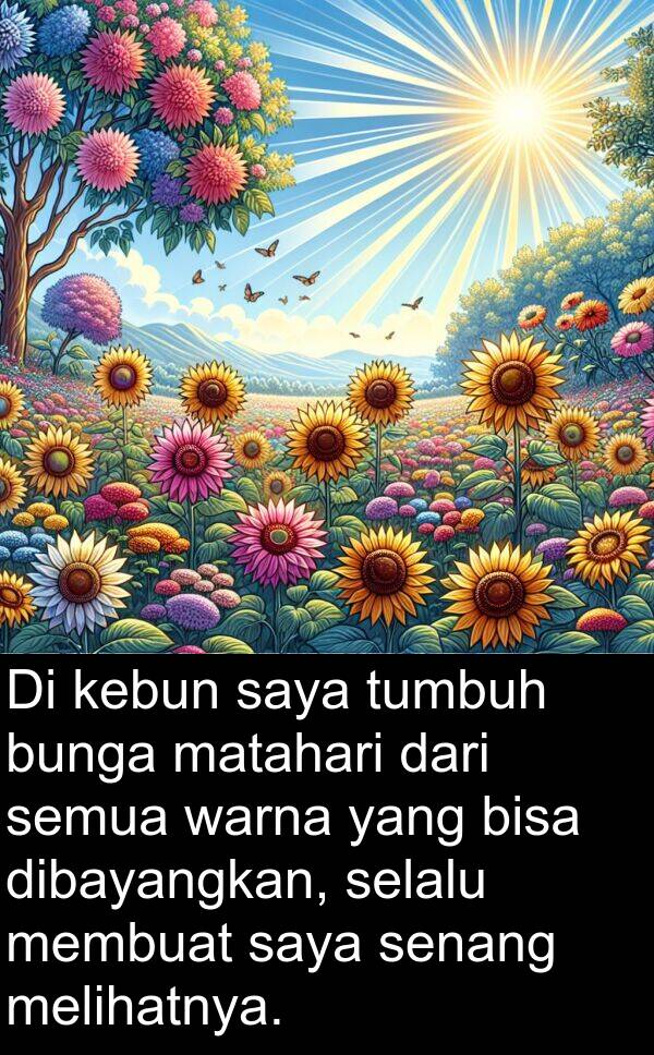 melihatnya: Di kebun saya tumbuh bunga matahari dari semua warna yang bisa dibayangkan, selalu membuat saya senang melihatnya.