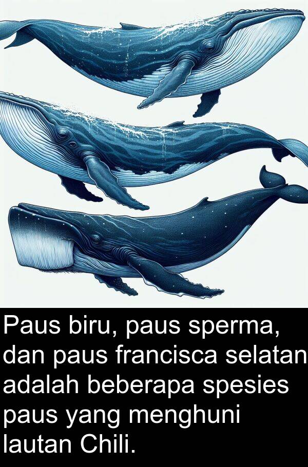 selatan: Paus biru, paus sperma, dan paus francisca selatan adalah beberapa spesies paus yang menghuni lautan Chili.