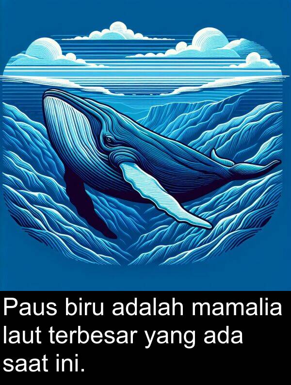 mamalia: Paus biru adalah mamalia laut terbesar yang ada saat ini.