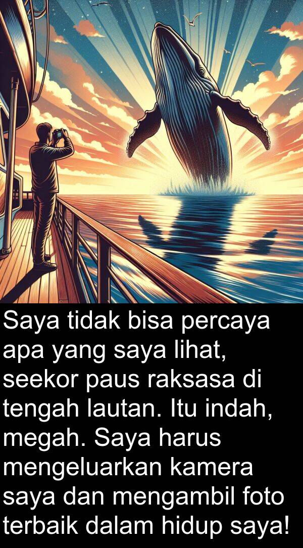 lihat: Saya tidak bisa percaya apa yang saya lihat, seekor paus raksasa di tengah lautan. Itu indah, megah. Saya harus mengeluarkan kamera saya dan mengambil foto terbaik dalam hidup saya!
