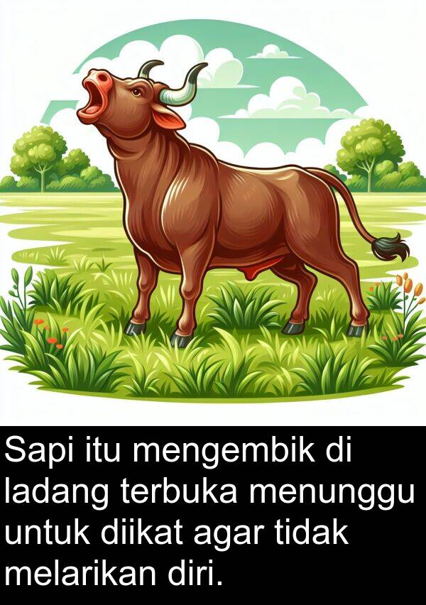 terbuka: Sapi itu mengembik di ladang terbuka menunggu untuk diikat agar tidak melarikan diri.