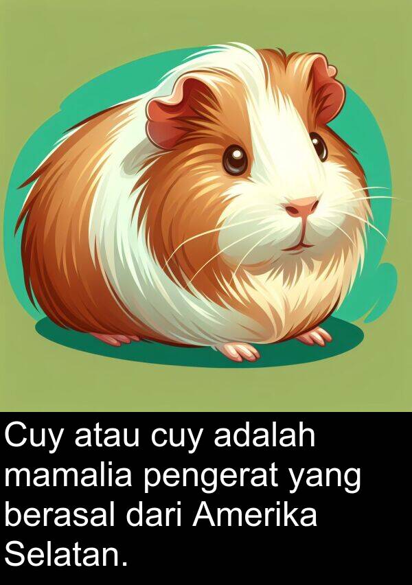 mamalia: Cuy atau cuy adalah mamalia pengerat yang berasal dari Amerika Selatan.