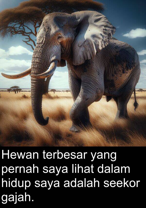 terbesar: Hewan terbesar yang pernah saya lihat dalam hidup saya adalah seekor gajah.